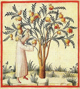 LA PRIMA STELLA